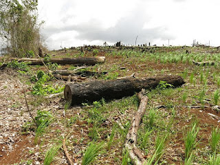 Restoring degraded landscapes like this one in Costa Rica is a natural way of removing carbon dioxide from the atmosphere. (Photo Credit: Luciana Gallardo Lomeli/WRI) Click to Enlarge.