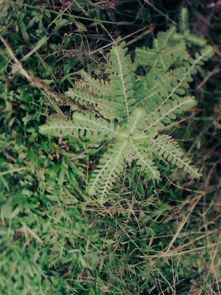  Gambar  Daun Meniran Terlengkap Kumpulan Gambar 