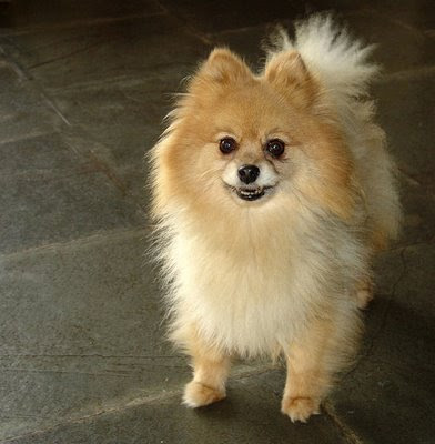 Pomeranian run ourterrier mixed apr , peek-a-pom pekingese Pet,