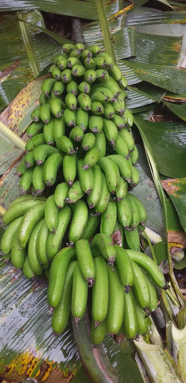 CACHO COM 230 BANANAS É ENCONTRADO NA ZONA RURAL DE BOM CONSELHO