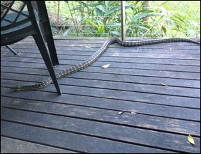 australian-python australian-python
