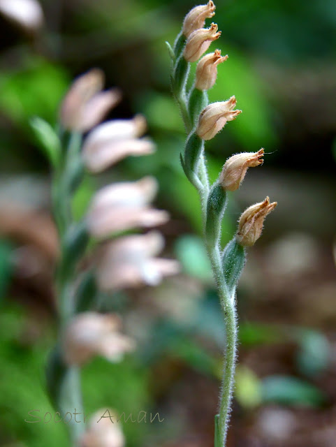 Goodyera schlechtendaliana