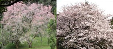 Taman Sakura Cibodas