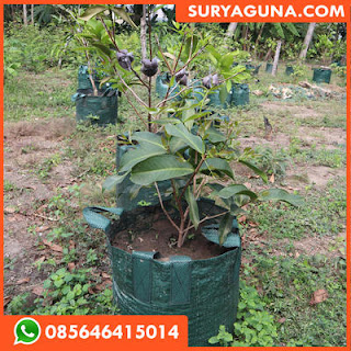 Planter Bag Murah dan Berkualitas