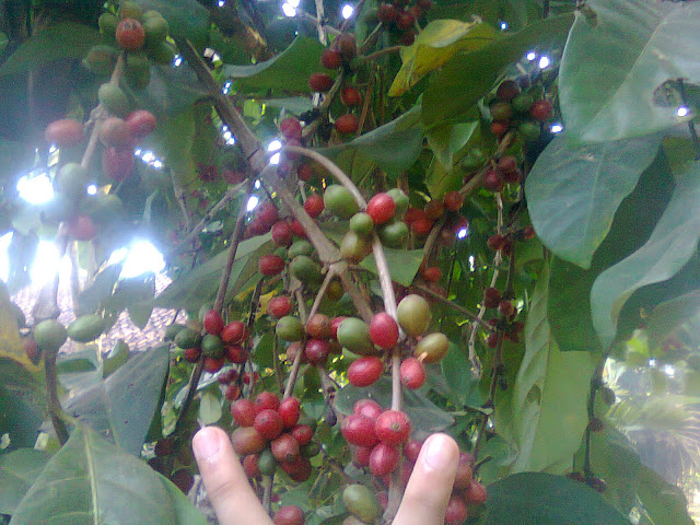 Kopi Robusta di Perkebunan Kopi di Liwa (Kabupaten Lampung Barat)