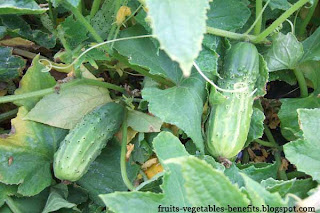 health_benefits_of_eating cucumber_fruits-vegetables-benefitsblogspot.com(13)