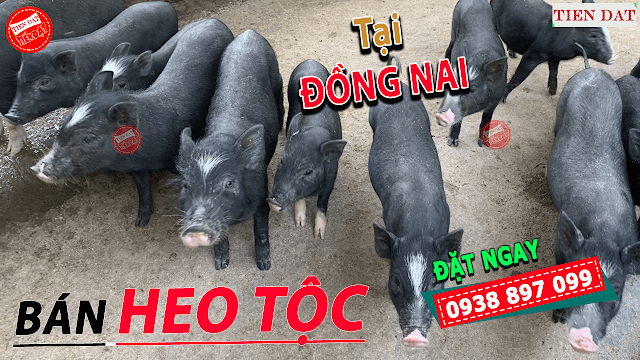 Địa chỉ bán heo tộc, heo đen, heo đồng bào, heo mọi tại Đồng Nai Giá rẻ