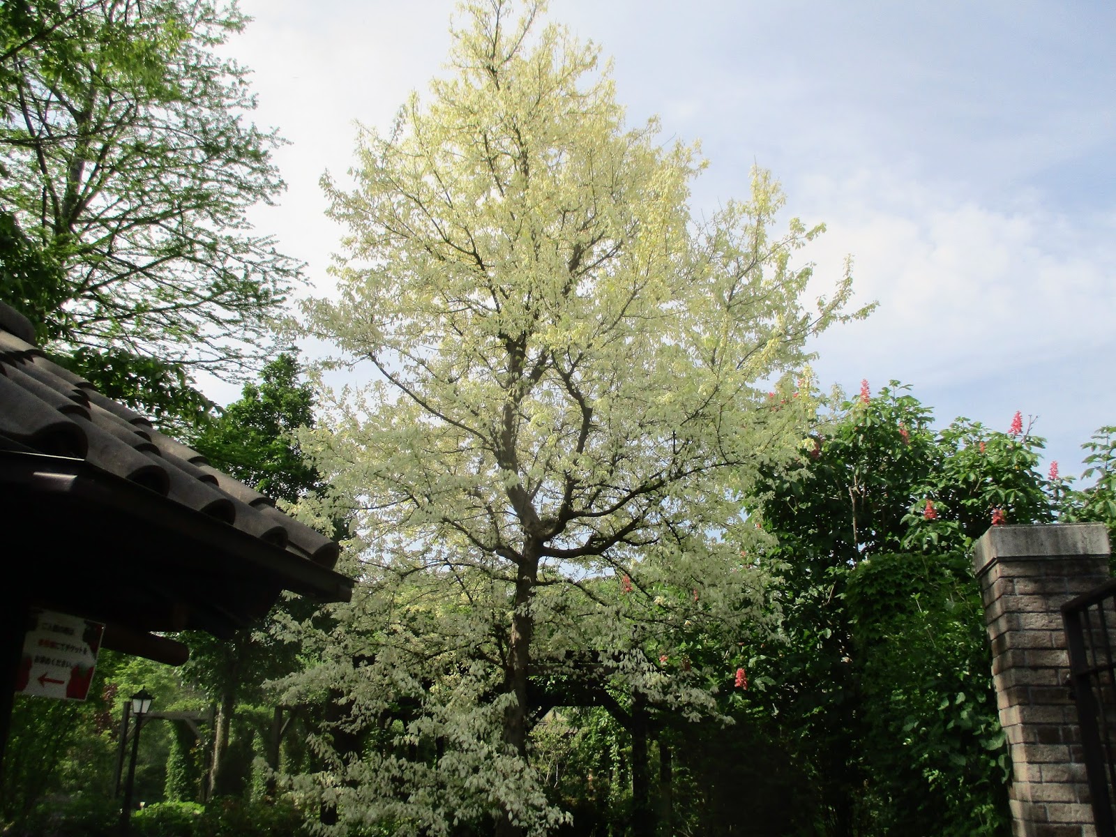 軽井沢レイクガーデン ガーデンの様子 特徴のある樹木の名前