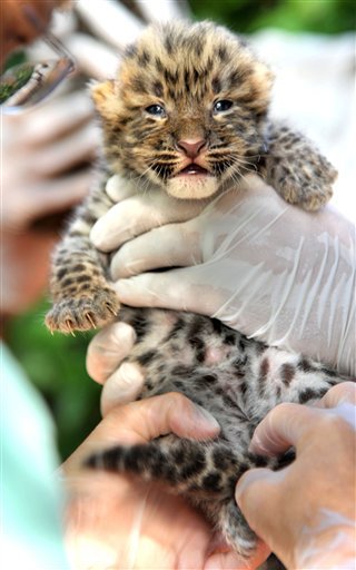 leopard cubs