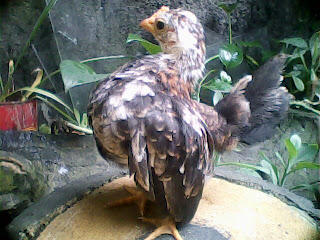 ayam serama 3