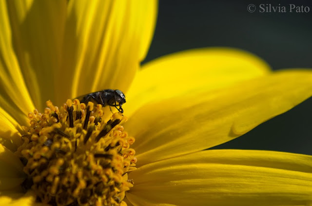 Insecto en flor