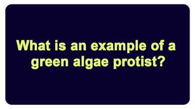 What is an example of a green algae protist?