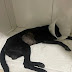 Acusado de espancar cachorro a pauladas em Itaberaba tem prisão preventiva decretada