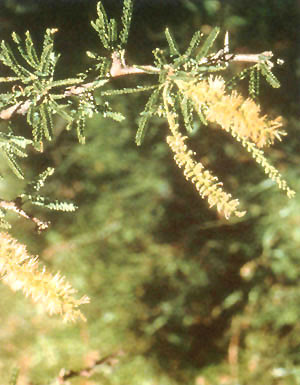 Ñandubay Prosopis affinis