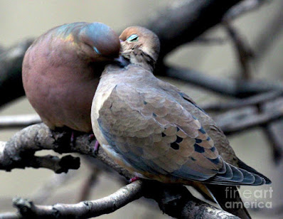 This is a screen shot of print which I'm selling on Fine Art America. It has been rendered on to special art paper features two very amorous Mourning doves. Info is @ https://fineartamerica.com/featured/cooing-mourning-doves-2-patricia-youngquist.html?product=art-prin