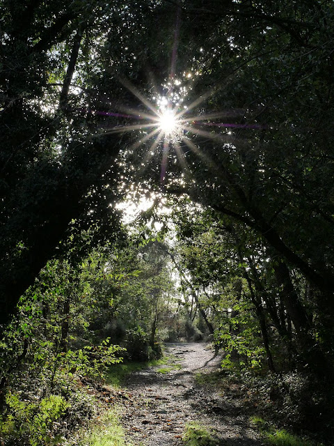 chemin forestier les parcs renac