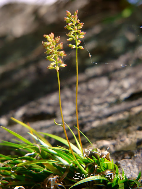 Tofieldia coccinea