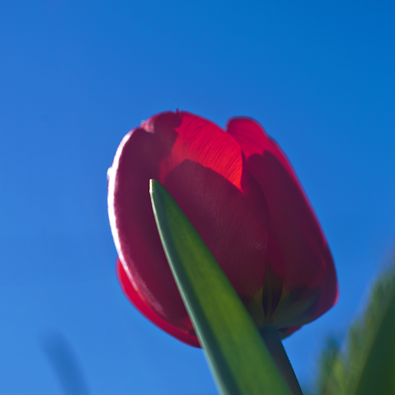 Täglich ein Bild — 18.04.2022 — 108.Tag — Bild #108 — Tulpen aus der Maulwurfperspektive