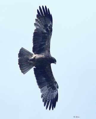 Booted Eagle