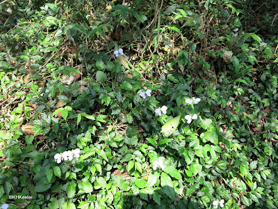 Yangmingshan Park, Taiwan