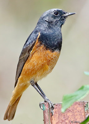 "Black Redstart (Phoenicurus ochruros) perched on garden fence, displaying dark plumage with contrasting orange-red tail feathers. Winter common migrant to Mount Abu."