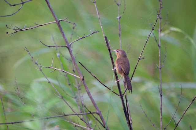 Tawny-bellied Babbler  (Dumetia hyperythra) शाह डुमरी, गेरू डुमरी Sanjivini Nagar, Jabalpur, M.P., India October 2023