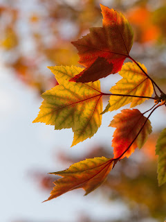 Feuille érable automne