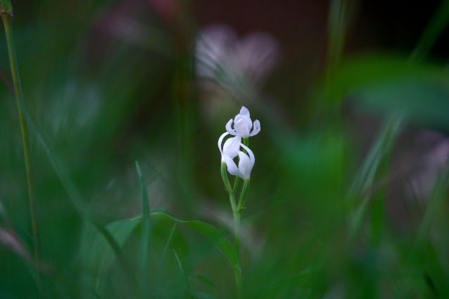 Cephalanthera erecta