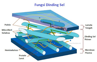 satunya makhluk hidup yang memiliki dinding sel 14+ Fungsi Dinding Sel Pada Tumbuhan