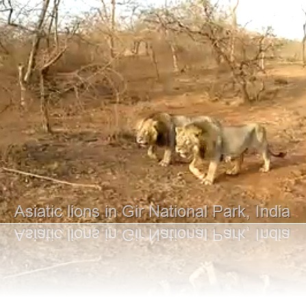 Asiatic lions in Sasan Gir National Park in Gujarat, India