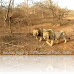 Asiatic lions Gir National Park