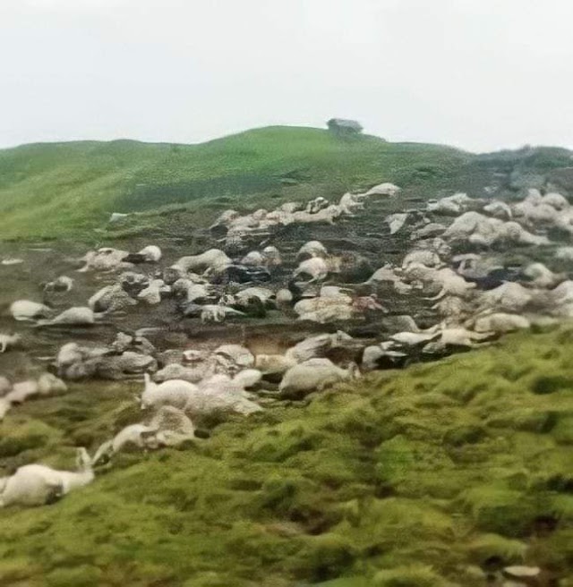 मणिकर्ण के चरागाह में आसमानी बिजली गिरने से 200 के करीब भेड़ बकरियों की मौत