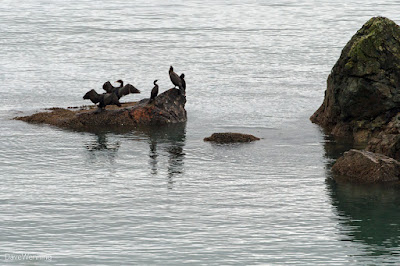 Cormorants in Bowman Bay