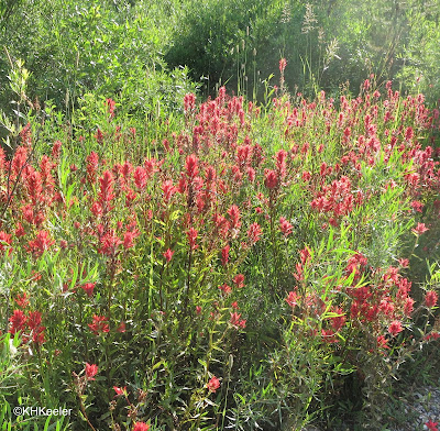 Indian paintbrush, Castilleja