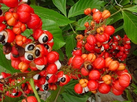 guaraná