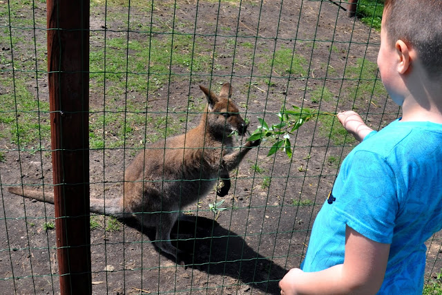 Zwierzęta w Lemur Parku
