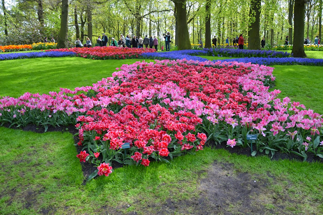 Holandia – tulipanowy raj czyli ogród Keukenhof