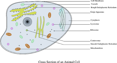 Cell Image 