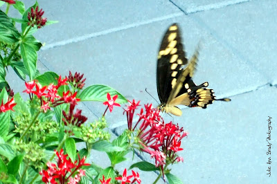 Adult Giant Swallowtail Butterfly