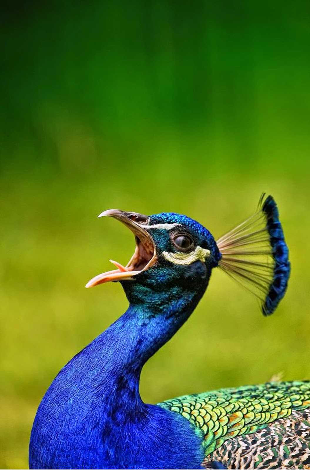 Burung Merak