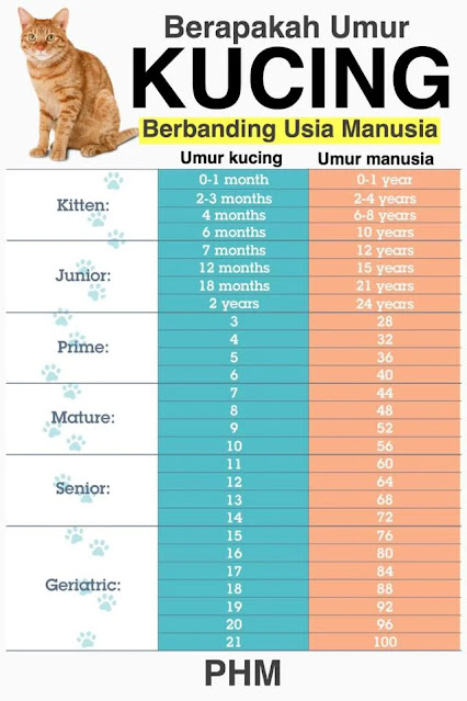 beza umur kucing dan manusia