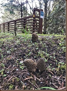 Sequim WA52-8 Apr 2018