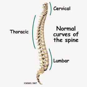 Lumbar Thoracic and Cervical curves