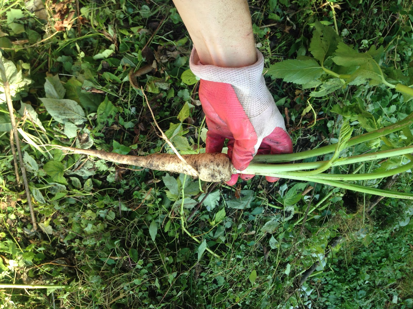 Garden Removal Surprise