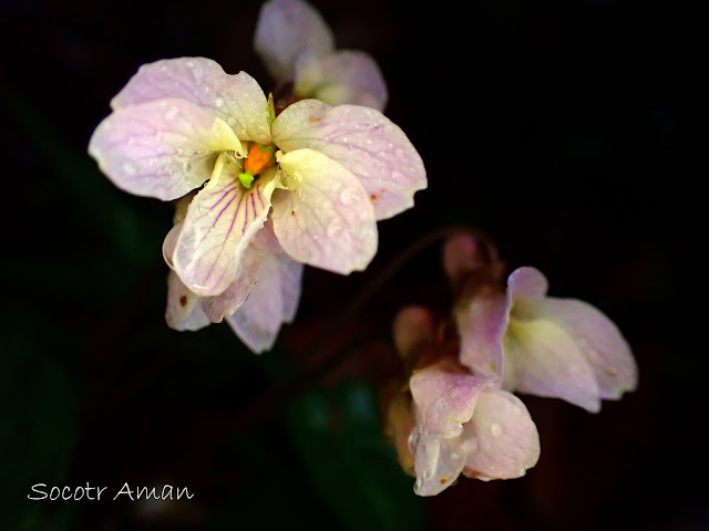 Viola tokubuchiana