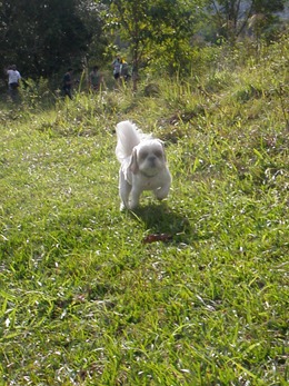 Dogs Trekking 4 (118)
