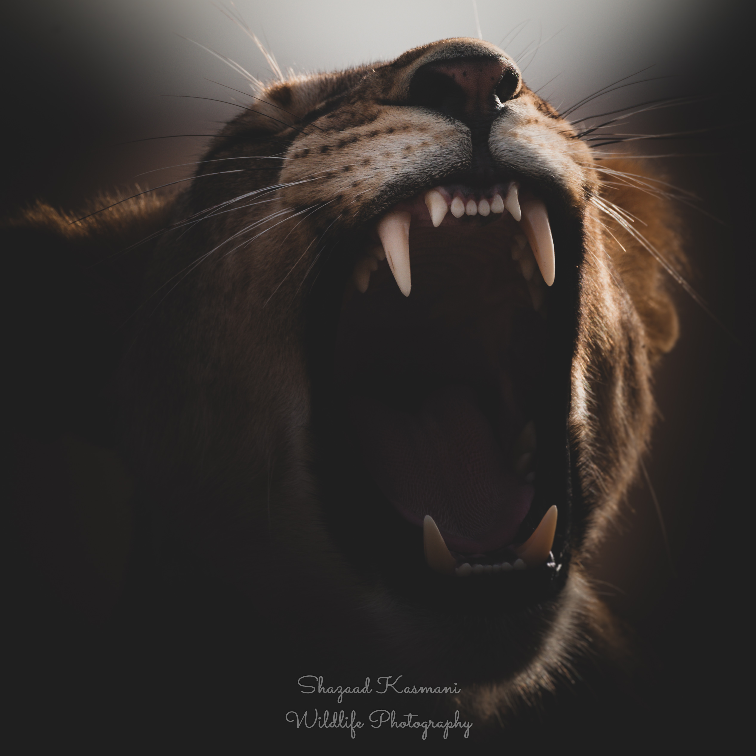 The Majestic Roar of Lions and What It Tells Us - Lions Tigers and