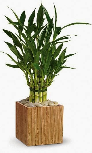 two tiered tower lucky bamboo 