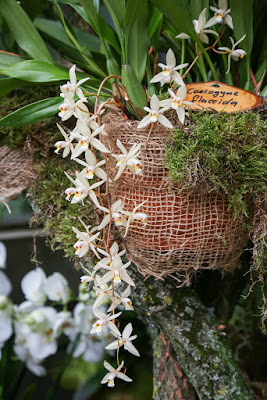 Coelogyne flaccida care and culture