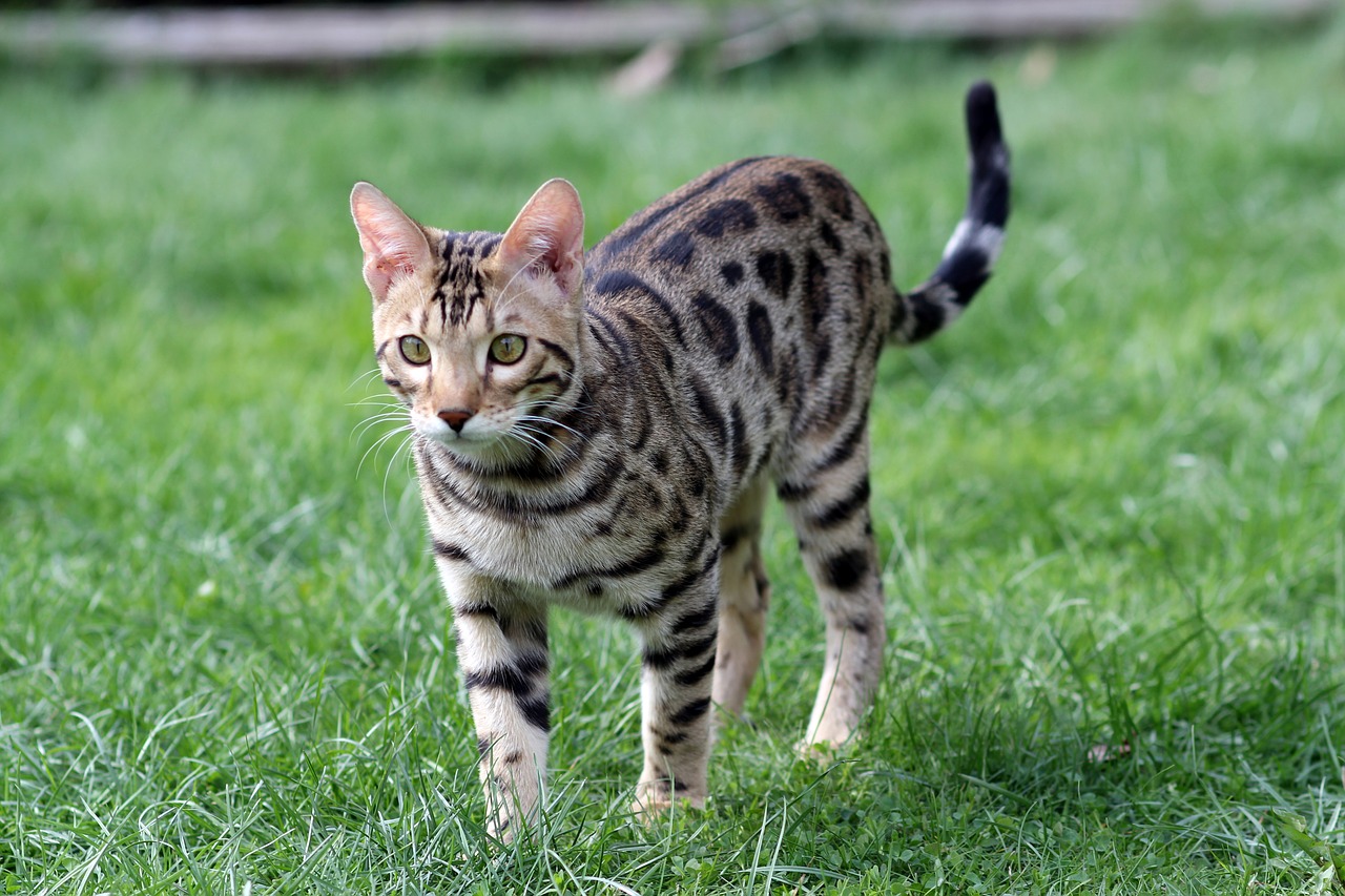 Deluxe Cattery Bengal Kittens For Sale Bengal Cat Breeder